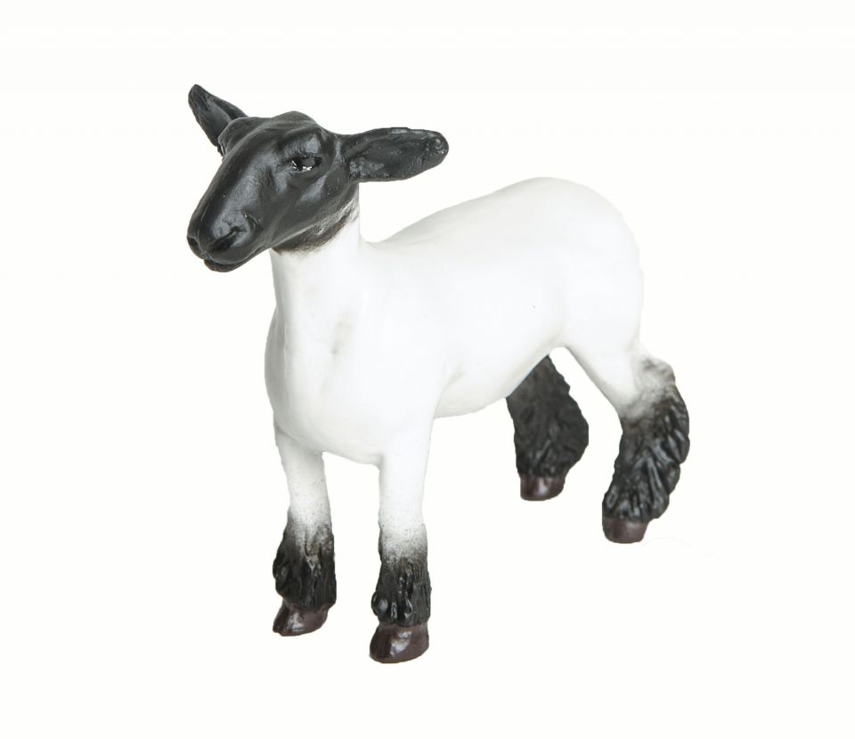sheep Shetland 